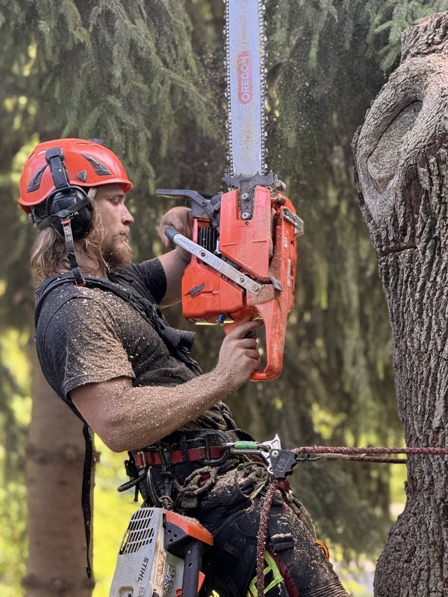 Arborist cutting into a large trunk with a chainsaw in Ile-Bizard