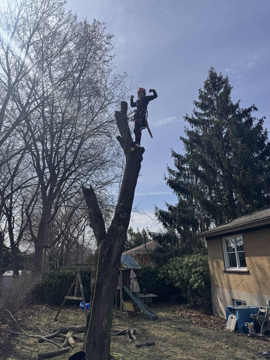 Arborist at the top of a dead tree in a backyard in Kirkland