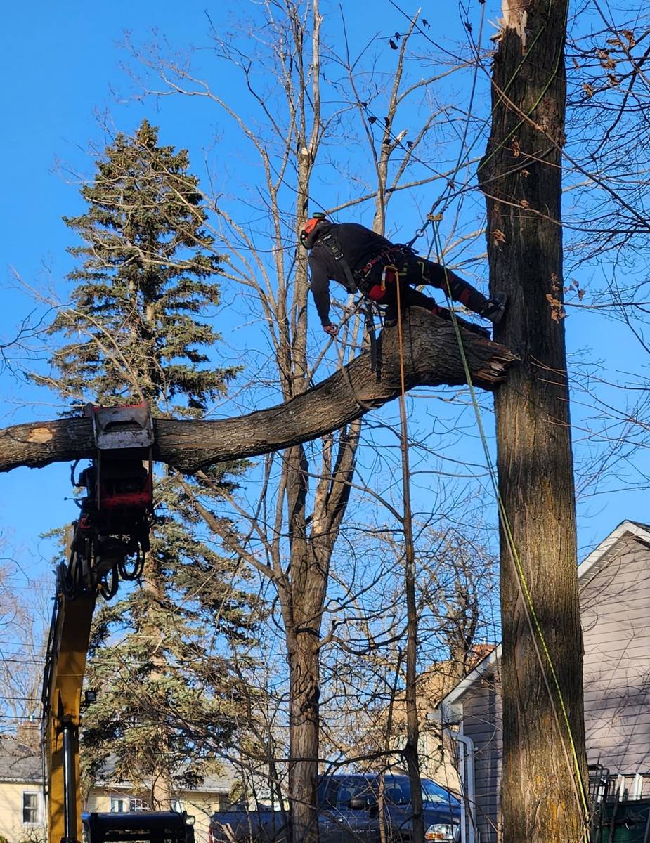 Climber sectioning a large tree with crane support in Dorval