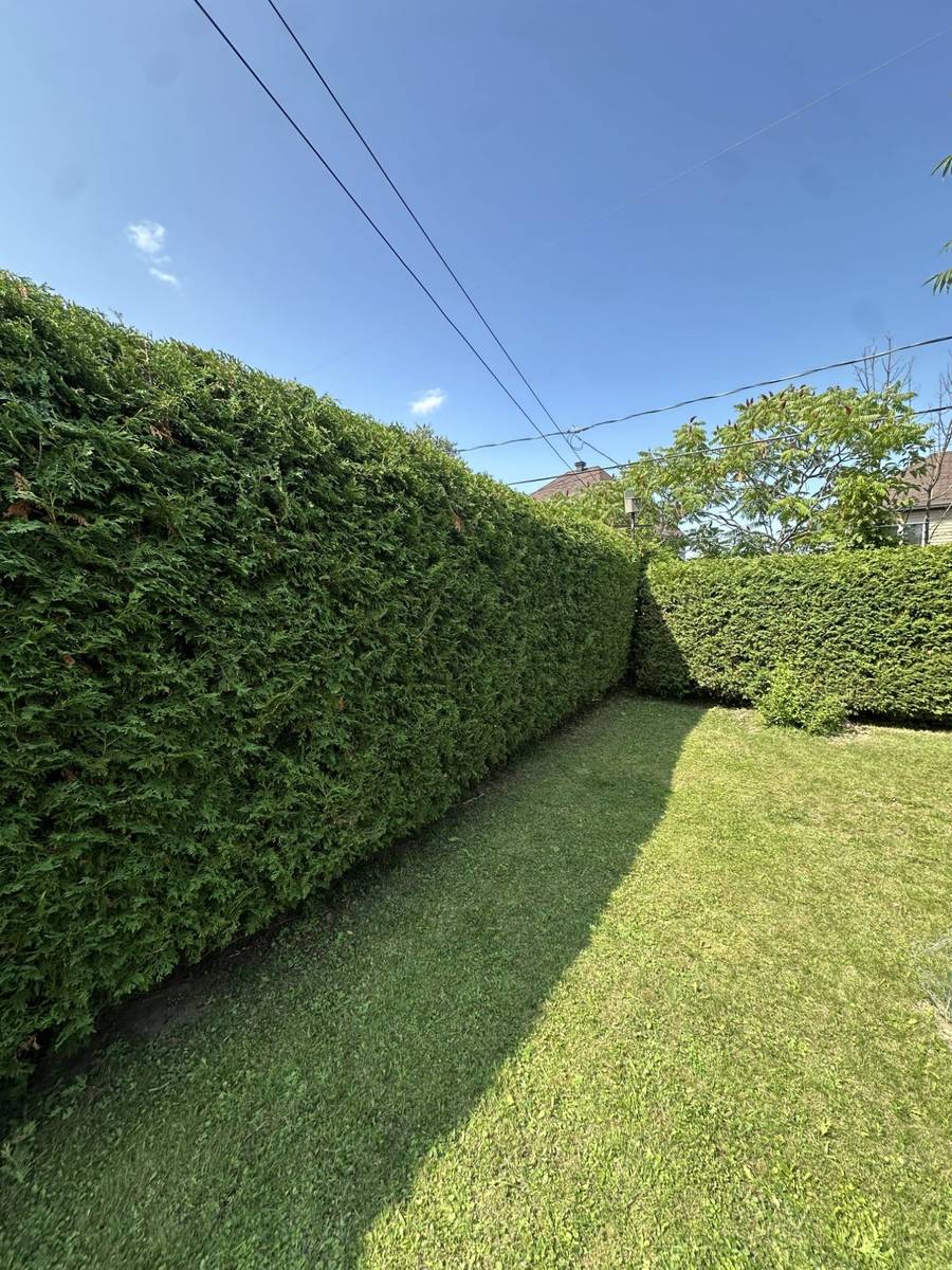Cedar hedge trimming in West Island Montreal