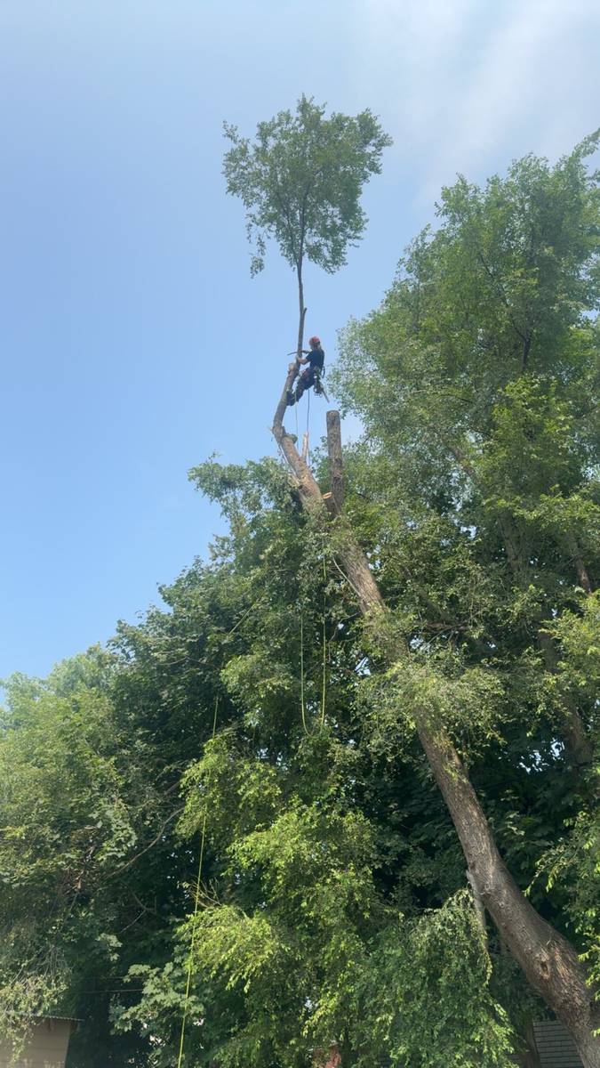 High climb tree removal in Saint-Lazare