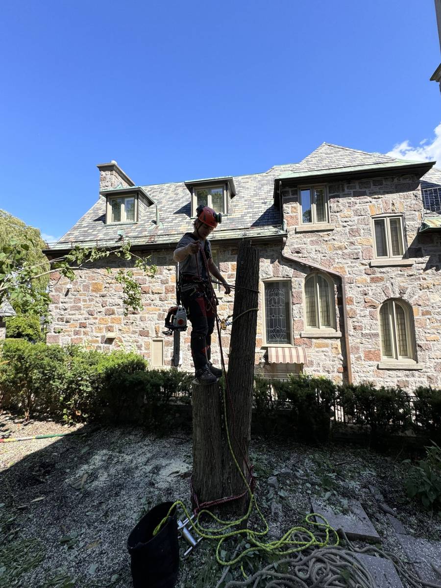 Tree removal next to a stone house in Pointe-Claire